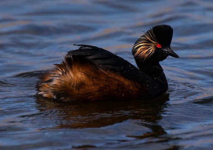 Black-necked Grebe