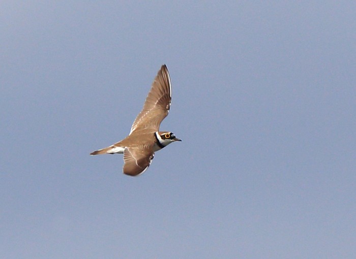 Little Ringed Plover