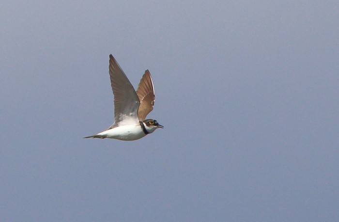 Little Ringed Plover