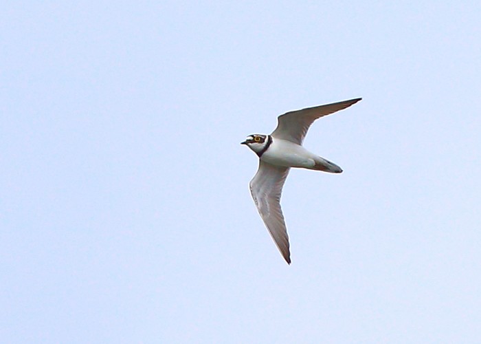 Little Ringed Plover