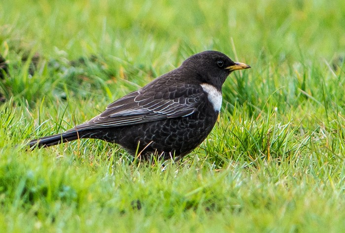 Ring Ouzel