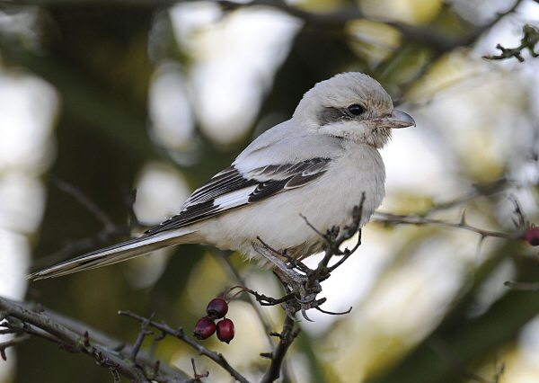 Steppe Grey Shrike