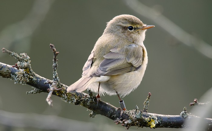 Chiffchaff