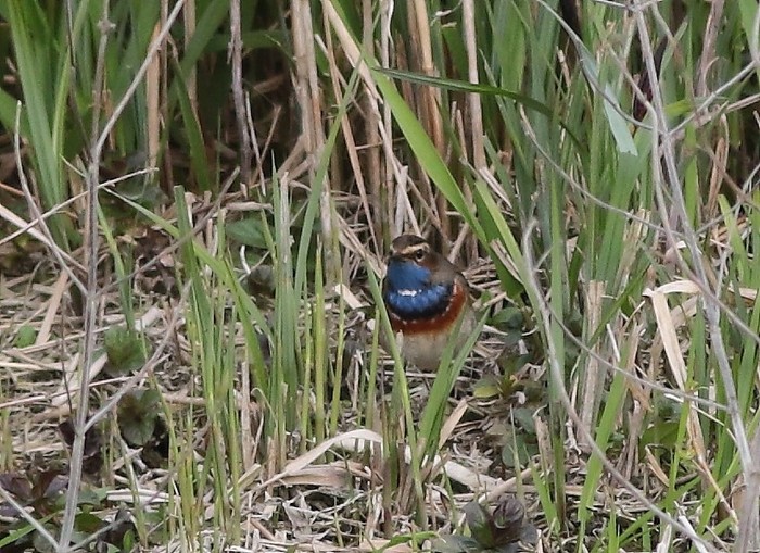 White-spotted Bluethroat