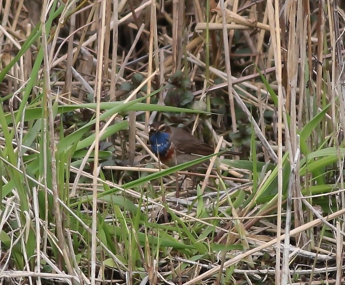 White-spotted Bluethroat