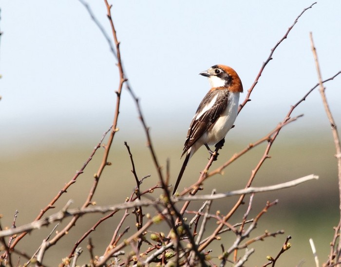 Woodchat Shrike