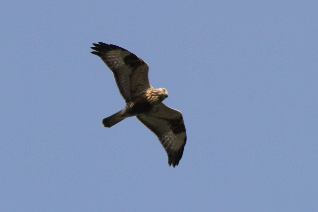 Rough-legged Buzzard