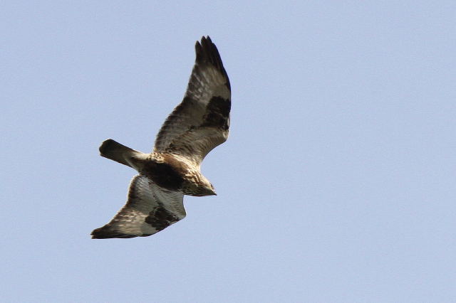 Rough-legged Buzzard