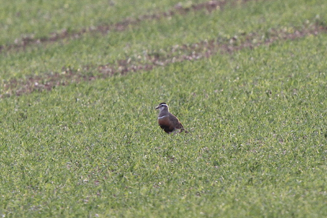 Dotterel
