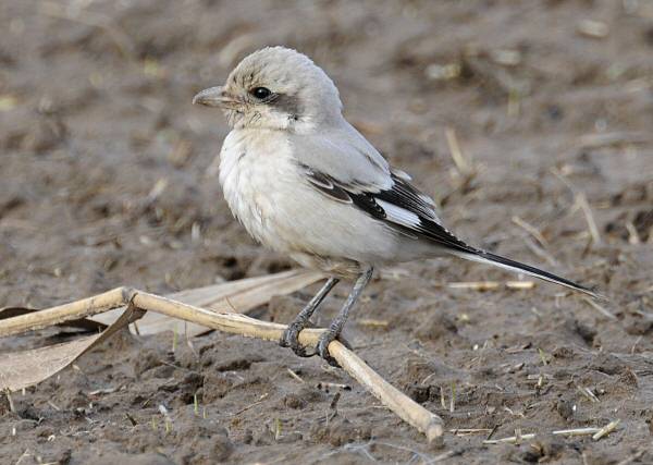 Steppe Grey Shrike