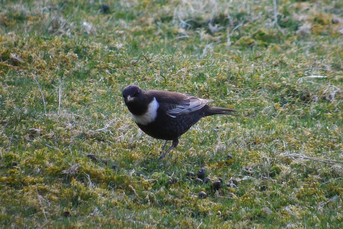 Ring Ouzel