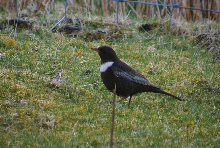 Ring Ouzel