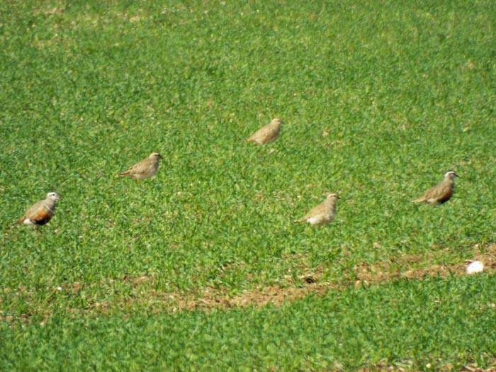 Dotterel