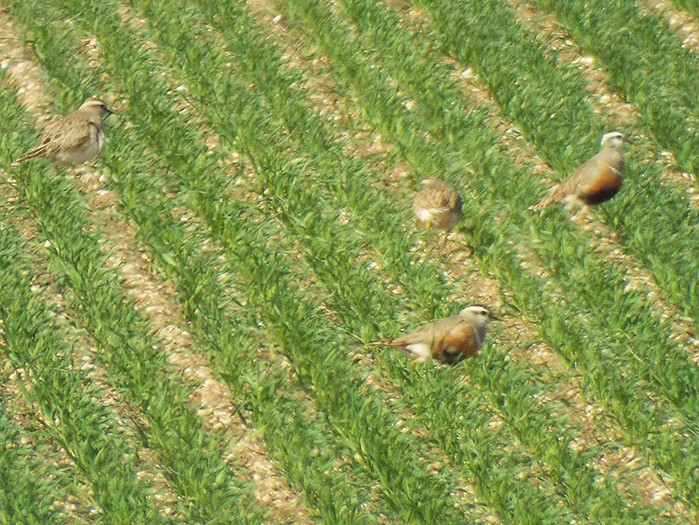Dotterel