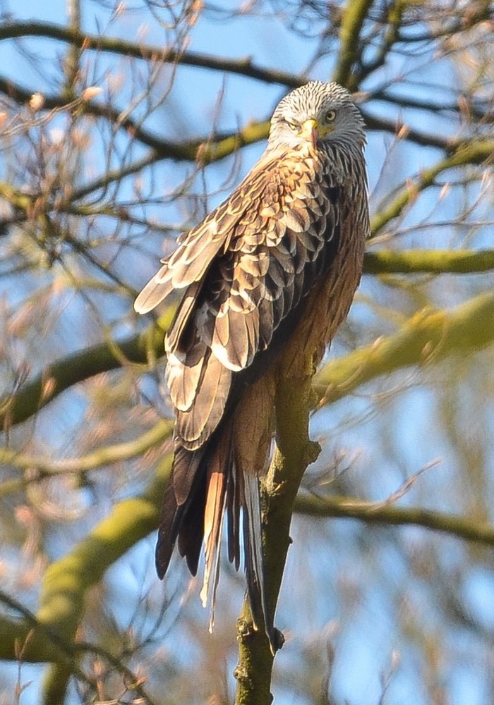 Red Kite