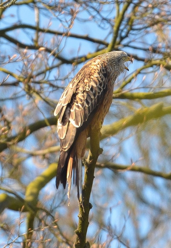 Red Kite