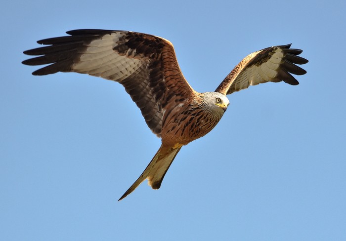 Red Kite