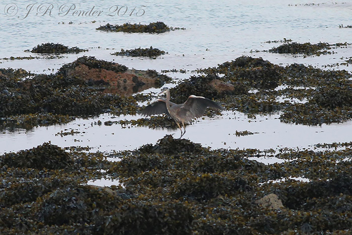 Great Blue Heron