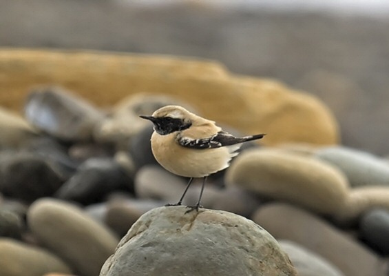Desert Wheatear