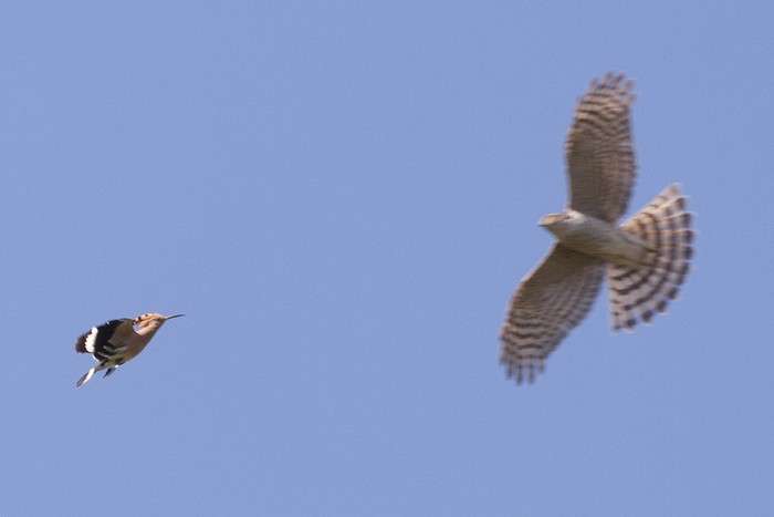 Hoopoe
