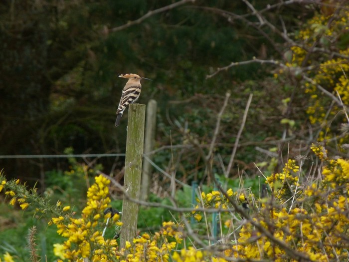 Hoopoe