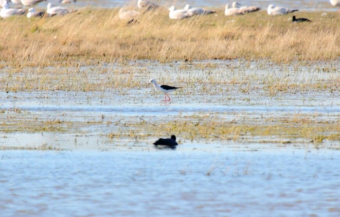 Black-winged Stilt
