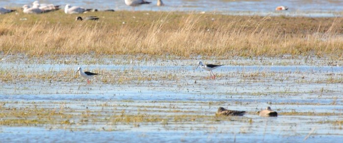 Black-winged Stilt
