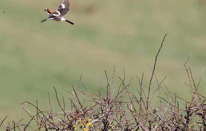 Woodchat Shrike