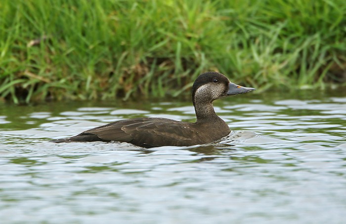 Common Scoter