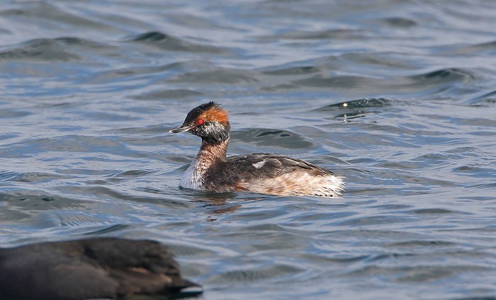 Slavonian Grebe