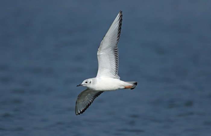 Bonaparte's Gull