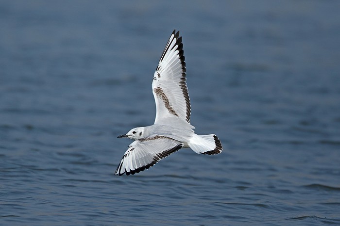 Bonaparte's Gull