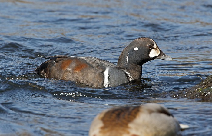 Harlequin Duck