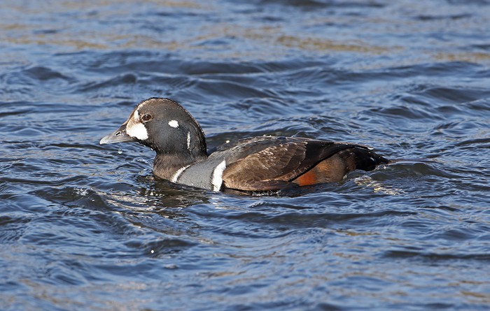 Harlequin Duck