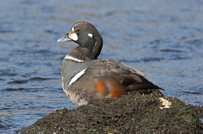 Harlequin Duck