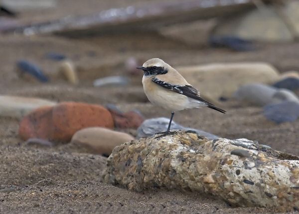 Desert Wheatear