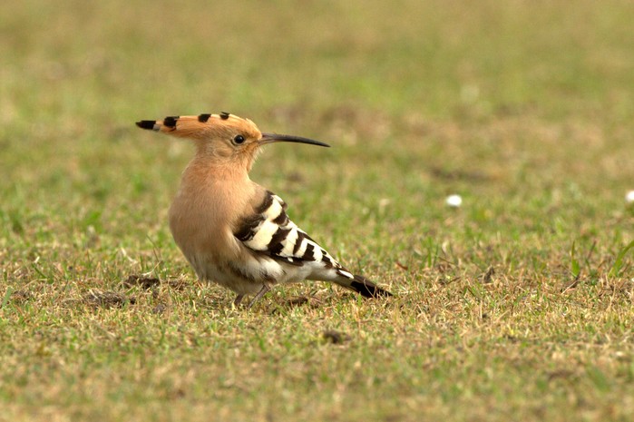 Hoopoe