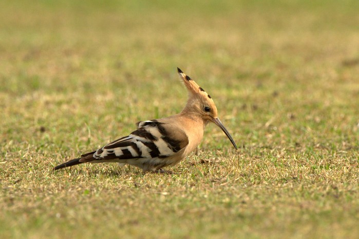 Hoopoe