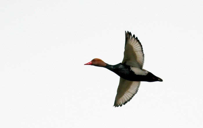 Red-crested Pochard