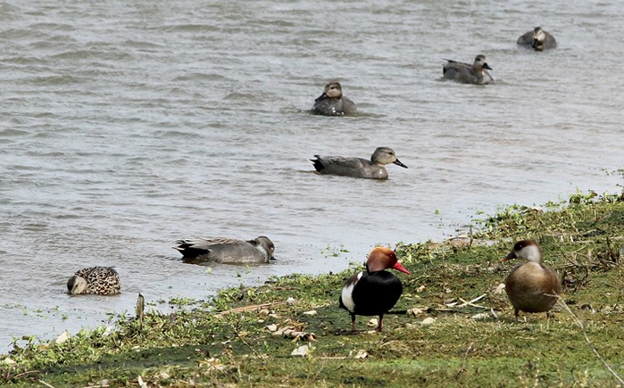 Red-crested Pochard