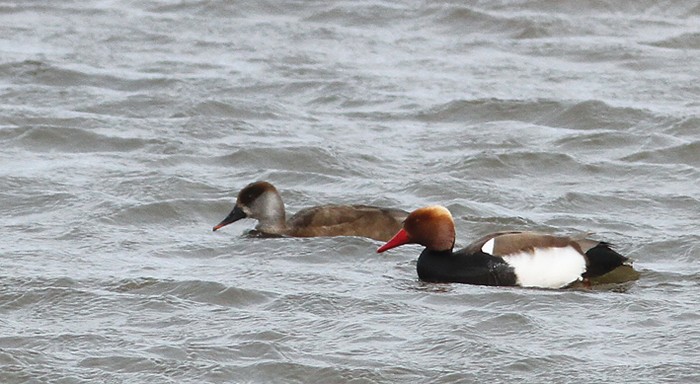 Red-crested Pochard