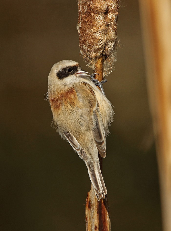 Penduline Tit