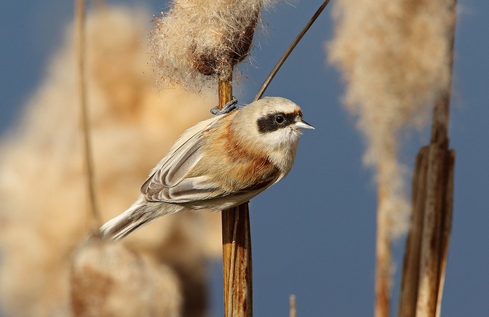 Penduline Tit