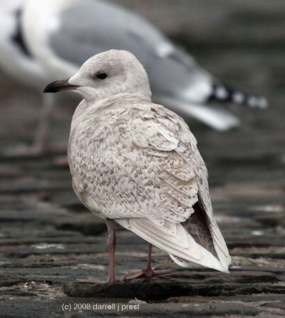 Iceland Gull