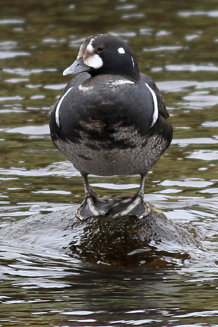 Harlequin Duck