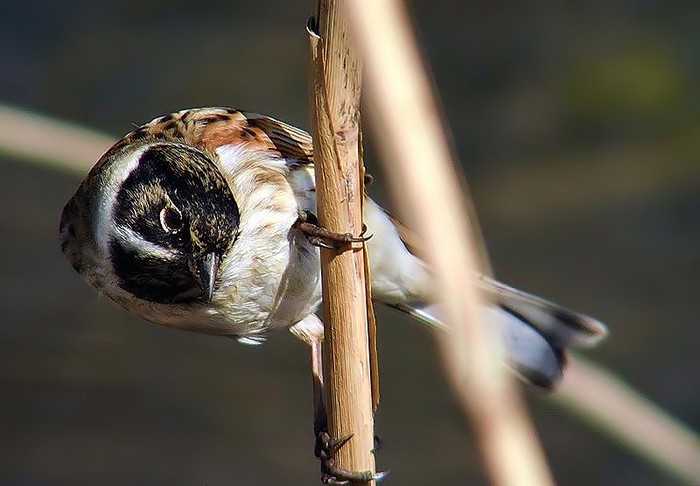 Reed Bunting