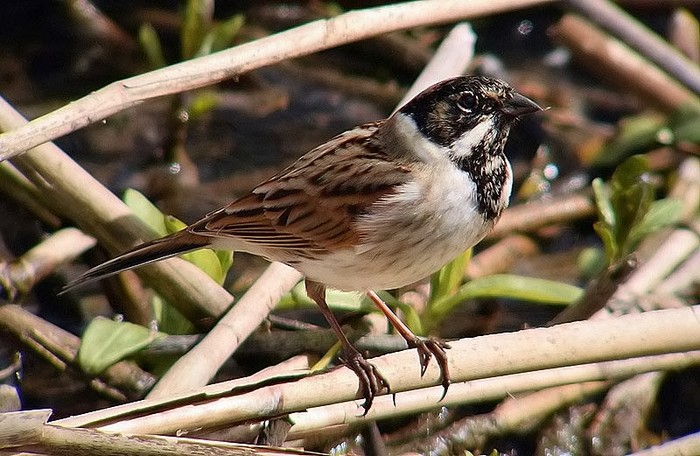 Reed Bunting