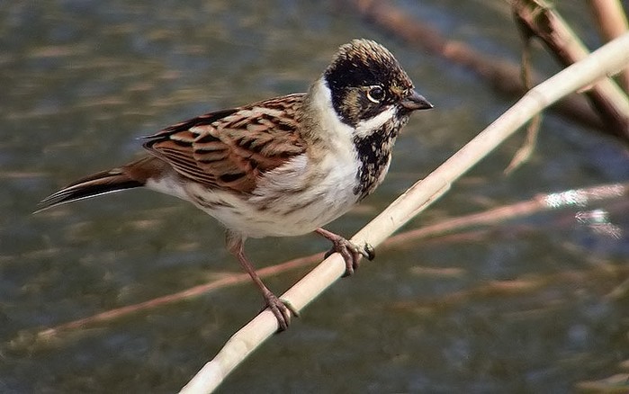 Reed Bunting