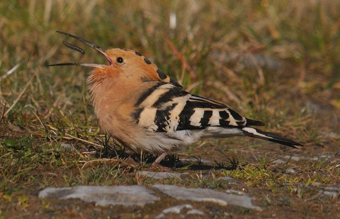 Hoopoe