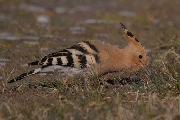 Hoopoe